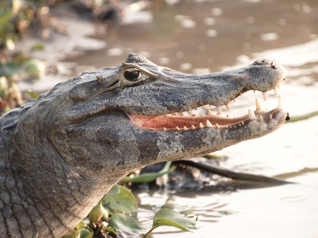 Pousada Do Rio Mutum Barao de Melgaco Zewnętrze zdjęcie